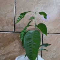 فروش نهال انبه پاکستانی و ...