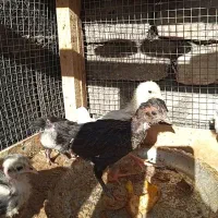 جوجه گلین اصل|حیوانات مزرعه|مهریز, |دیوار