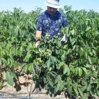 فروش نهال انواع بادام و گردو پربار