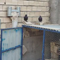 کفتر یه جای ۸ تا دونه|پرنده|قم, شهرک فاطمیه|دیوار
