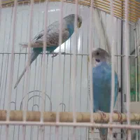 جفت مرغ عشق رنگ خاص