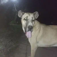 قیمت مناسب|سگ|لاهیجان, گلستان|دیوار