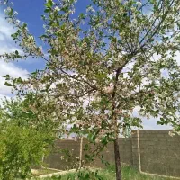باغ ۲۰۱۰ متری سیاخ دارنگون|فروش خانه و ویلا|شیراز, تلخ داش|دیوار
