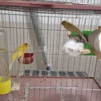 فروش قناری|پرنده|اردکان, |دیوار