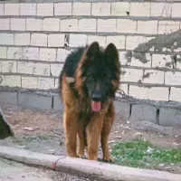 ژرمن شپرد نر