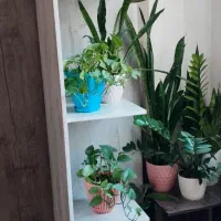 شلف جنس چوب|کتابخانه، شلف، قفسه‌های دیواری|ساوه, |دیوار