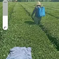 سمپاشی علفهای هرز باغات با دستگاه اتوماتیک برقی