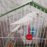 عروس هلندی|پرنده|کاکی, |دیوار