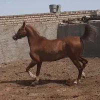 اسب مادیان کرد کرند ۵نشان شکم طلا