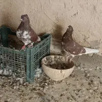 یه جفت سرخ کاکلی