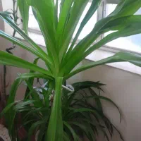 گلهای بسیارزیباوسرحال باقیمت مناسب