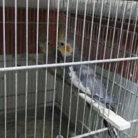 عروس بالغ|پرنده|قزوین, |دیوار