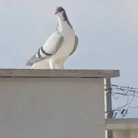 ساده سبز ماده