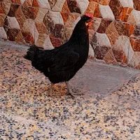 مرغ عربی