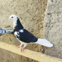 گمشده امروز قیچی هست ۵۰۰خریدارم