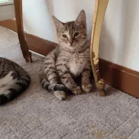 واگذاری گربه رایگان