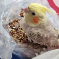 معاوضه یا فروش عروس هلندی