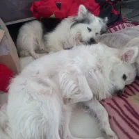 واگذاری اشپیتز|سگ|گلبهار, شهر جدید گلبهار|دیوار