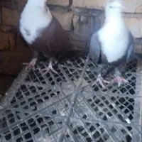 یک‌جفت‌کلاغ‌سرخ‌نروماده‌خرمای