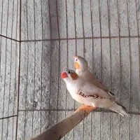 فنج نر|پرنده|بندرعباس, |دیوار