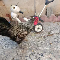 مرغ و خروس|حیوانات مزرعه|ماهدشت, |دیوار