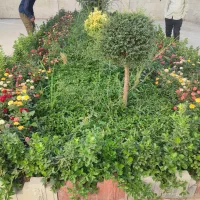 خدمات باغبانی احمدی سرویس به تمام نقاط تهران|خدمات باغبانی و درختکاری|تهران, شهرک غرب|دیوار
