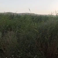زمین کشاورزی
