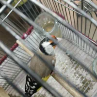 سهره دورگ قناری|پرنده|شیراز, شهرک فرزانگان|دیوار