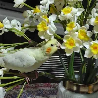 تعدادی عروس هلندی دستی