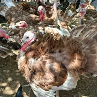 بوقلمون برنز و بوربون محلی نر وماده بالغ