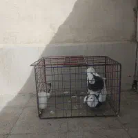 کبوتر طوقی|پرنده|مشهد, فاطمیه|دیوار