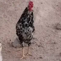 خروس گلین|حیوانات مزرعه|شیراز, رکنآباد|دیوار