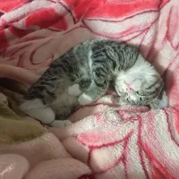 بچه گربه|گربه|سبزوار, پیام|دیوار