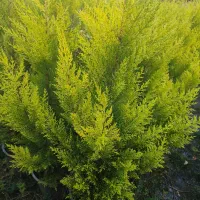 فروش لاوسون ( کاج طلایی)