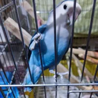 طوطی برزیلی|پرنده|کرج, حسن آباد|دیوار