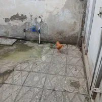 مرغ وخروس