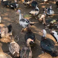 اردک اسراییلی|حیوانات مزرعه|ساری, |دیوار