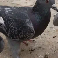 کفتر چاپی