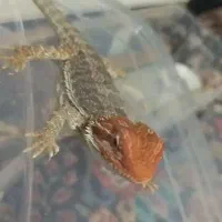 یک عدد بیرد دراگون