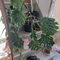 گل مانسترا  زیبا