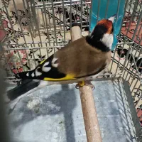 سهره کت باز کن.