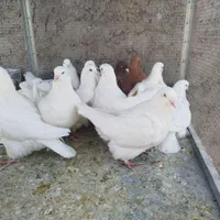 مونداین استسنایی|پرنده|اصفهان, ارغوانیه|دیوار