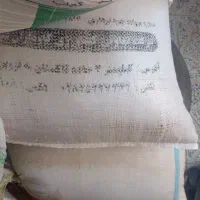 گندم دیمی