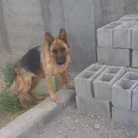سگ ژرمن اصل ۱۰میلیون