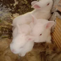 بچه خرگوش سفیدنر