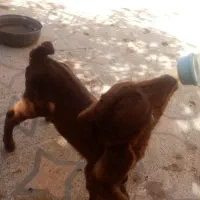 تعدادی بز و کره دورگه