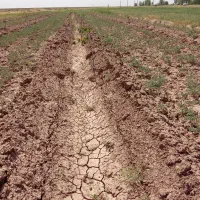 فروش باغ گردوبادام|فروش دفتر صنعتی، کشاورزی، تجاری|تاکستان, |دیوار