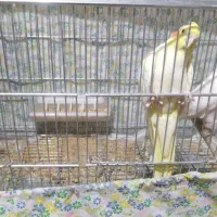 عروس هلندی مولد|پرنده|شهرضا, |دیوار