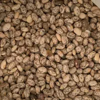 لوبیا چیتی (ارتشی)