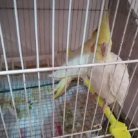 جفت عروس با تخم و جوجه (ارسال به مشهد هم دارم)|پرنده|گلبهار, شهر جدید گلبهار|دیوار